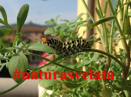 #NaturaSvelata, il contest per chi è affascinato dalla natura natura svelata 2