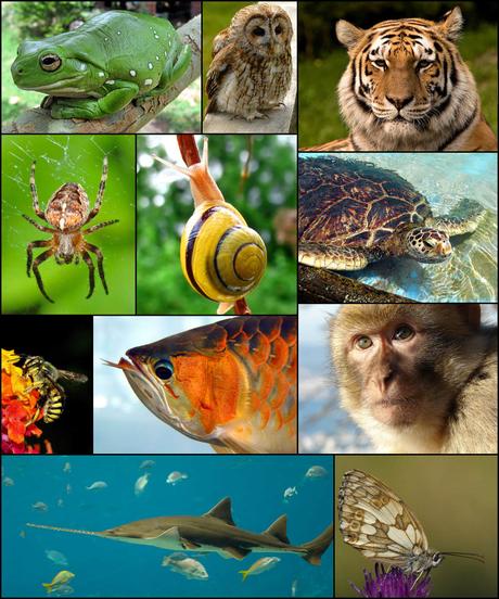 I numeri della biodiversità in Italia I numeri della biodiversità in Italia
