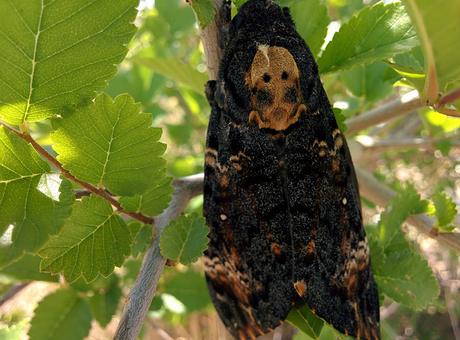 Acherontia atropos, la sfinge testa di morto Acherontia atropos, la sfinge testa di morto