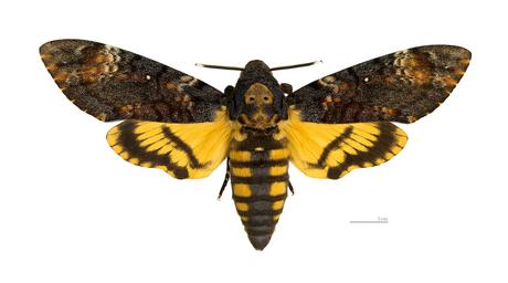 Acherontia atropos, la sfinge testa di morto Acherontia atropos, la sfinge testa di morto