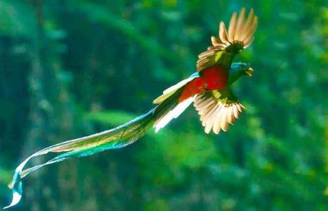 Domenica 22 Maggio – Tensegrity quetzal