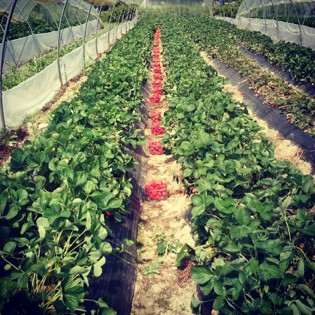 Storie di fragole, di guerre fredde e di ricette venute male Schermata 2016-05-26 alle 13.09.05