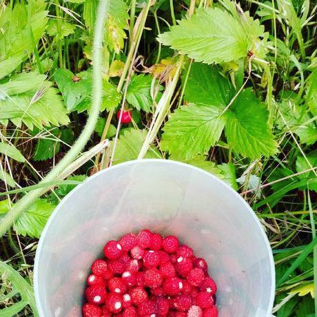 Storie di fragole, di guerre fredde e di ricette venute male Schermata 2016-05-26 alle 12.24.20