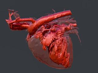 LE MALATTIE DEL CUORE NEL CANE E NEL GATTO LE MALATTIE DEL CUORE NEL CANE E NEL GATTO