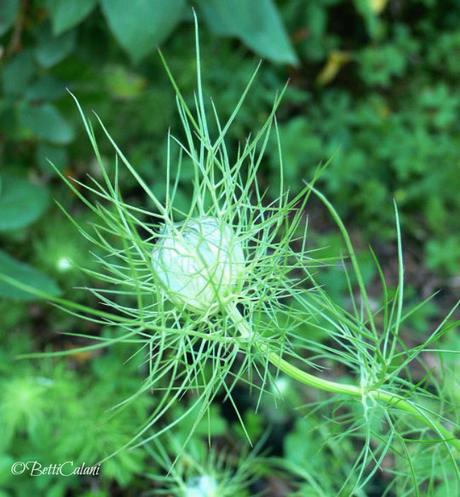 nigella damascena nigella_damascena_capsula