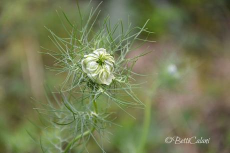 nigella damascena nigella_damascena_5