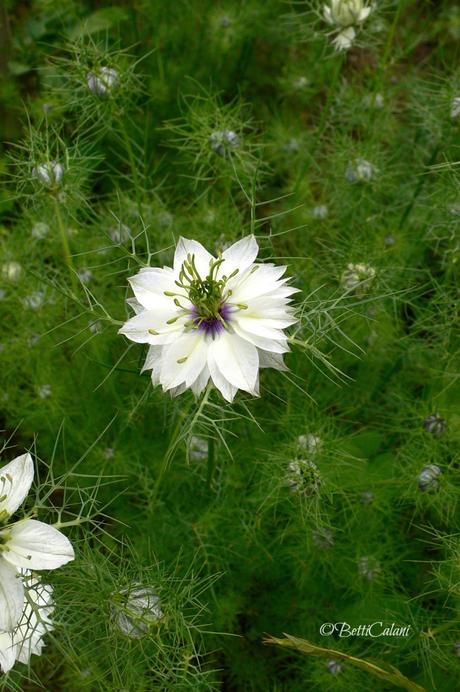 nigella damascena nigella_damascena