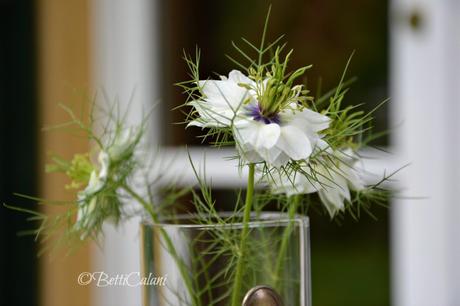 nigella damascena nigella_damascena_6