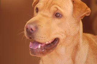 Conversazioni arcane. Risvolti psichiatrici della pet terapy. Conversazioni arcane. Risvolti psichiatrici della pet terapy.