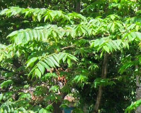 Manfaat Daun Kersen Untuk Kolesterol Manfaat Daun Kersen Untuk Kolesterol