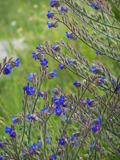 Anchusa azurea