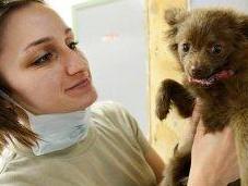 Vaccinazioni cani: sono sempre innocue?