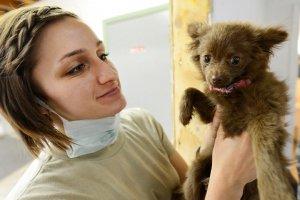 Vaccinazioni ai cani: sono sempre innocue? Vaccinazioni ai cani: sono sempre innocue?