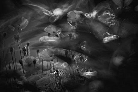 I colori della vita I colori della vita