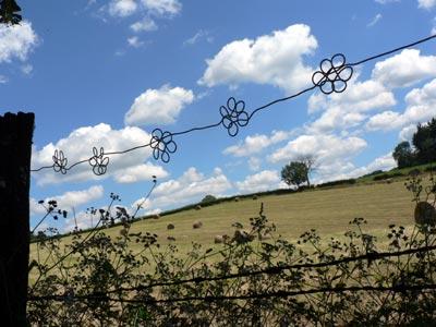 Filo spinato fiorito / Flowering barbed wire