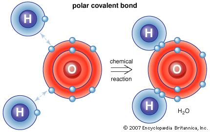 L'acqua da un punto di vista biologico