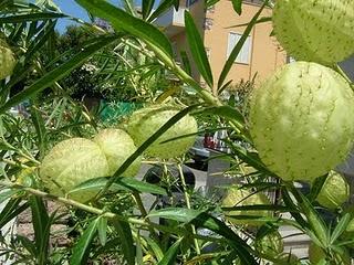 La melanzana spinosa del Salento leccese Chayote (Sechium edule)