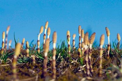 Equiseto, un aiuto contro l'osteoporosi Equiseto, un aiuto contro l'osteoporosi
