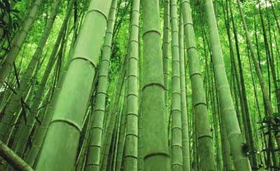 strumenti bambù