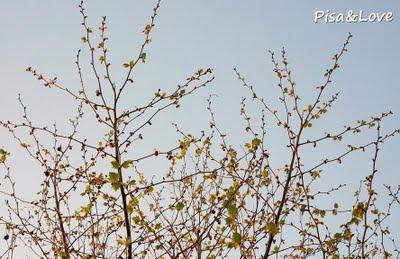 Una stagione: la primavera #3 Una stagione: la primavera #3