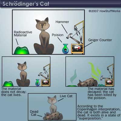 gatto di Schrödinger