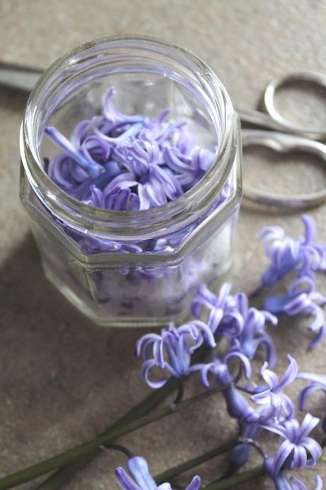 Storia del pot-pourri fiori di giacinto ph. Marta Moletta