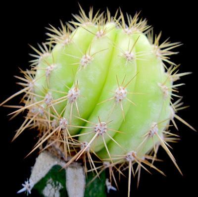 Innesto da tubercolo: i risultati! Innesto da tubercolo: i risultati!