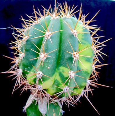 Innesto da tubercolo: i risultati! Innesto da tubercolo: i risultati!