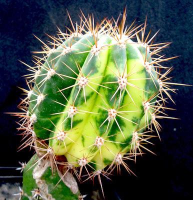 Innesto da tubercolo: i risultati! Innesto da tubercolo: i risultati!