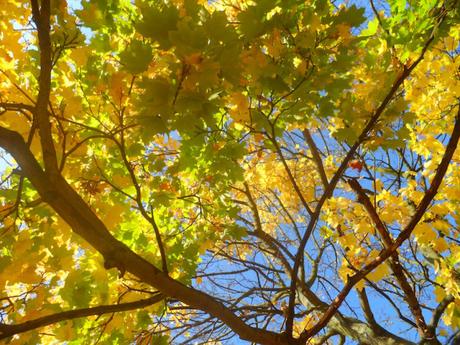 L’ Autunno a Londra – consigli e cose da sapere L’ Autunno a Londra – consigli e cose da sapere