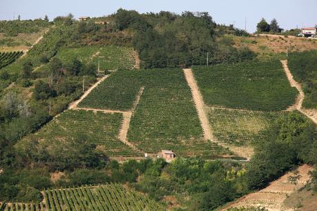 L’Oltrepò Pavese, e una marmellata di more e muschio spalmata nei ricordi. vigna-cavariola