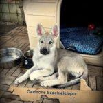 Cucciolata “G” Ezechielelupo 14639673_1503725586320832_2060553186120282224_n