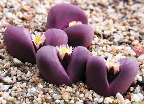 Lithops optica ssp.rubra Lithops optica ssp.rubra