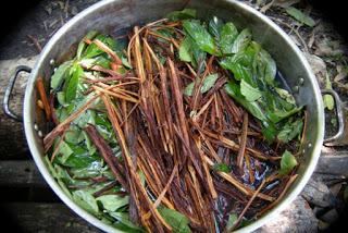 Ayahuasca pianta sacra Ayahuasca pianta sacra