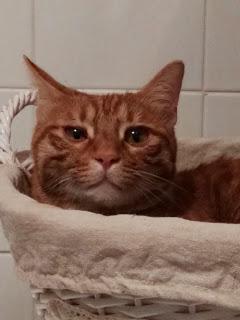 GATTO E CANE IN GHIRLANDA COME FUORIPORTA GATTO E CANE IN GHIRLANDA COME FUORIPORTA