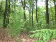 Aquisgrana, la foresta incantata e il poliziotto Aquisgrana, la foresta incantata e il poliziotto