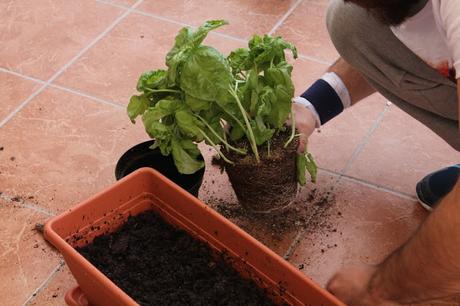Giardinaggio con i bambini: cosa abbiamo imparato? Giardinaggio con i bambini: cosa abbiamo imparato?