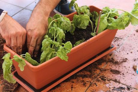 Giardinaggio con i bambini: cosa abbiamo imparato? Giardinaggio con i bambini: cosa abbiamo imparato?