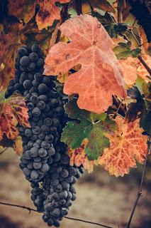 Vitigni e Uve delle splendide colline Astigiane Vitigni e Uve delle splendide colline Astigiane