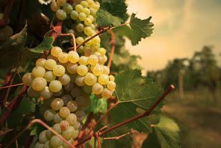 Vitigni e Uve delle splendide colline Astigiane Vitigni e Uve delle splendide colline Astigiane