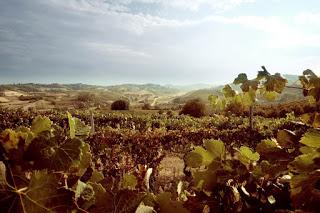 Vitigni e Uve delle splendide colline Astigiane Vitigni e Uve delle splendide colline Astigiane