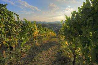 Vitigni e Uve delle splendide colline Astigiane Vitigni e Uve delle splendide colline Astigiane