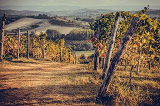 Vitigni e Uve delle splendide colline Astigiane Vitigni e Uve delle splendide colline Astigiane