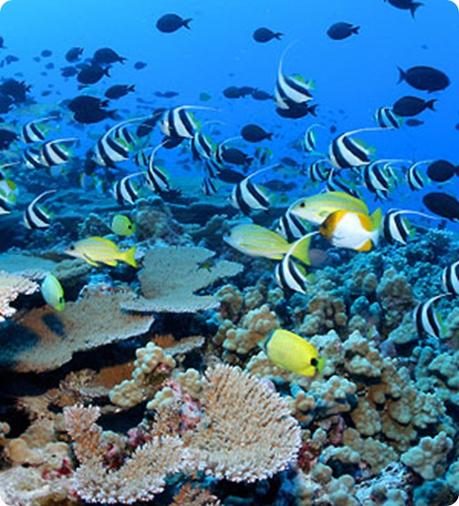 5 buoni motivi per difendere la Biodiversità. 5 buoni motivi per difendere la Biodiversità.