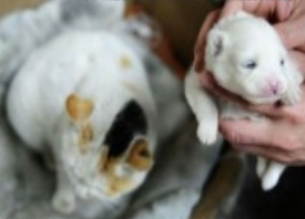 Cina: gatto partorisce un...cane