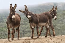 Burro in spagnolo. burro-in-spagnolo