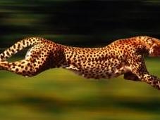 “Nel 2018 primo mammut clonato”