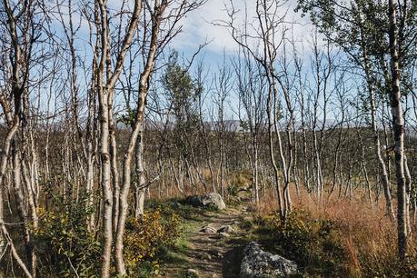 La Lapponia Svedese: una terra fatata La Lapponia Svedese: una terra fatata