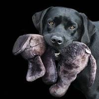 Blacky Dolce Cuore e le sue avventure Blacky Dolce Cuore e le sue avventure