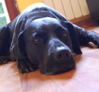 Blacky Dolce Cuore e le sue avventure Blacky Dolce Cuore e le sue avventure